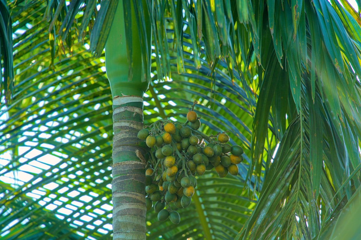 Betel Nut (Supari / Areca Nut)
